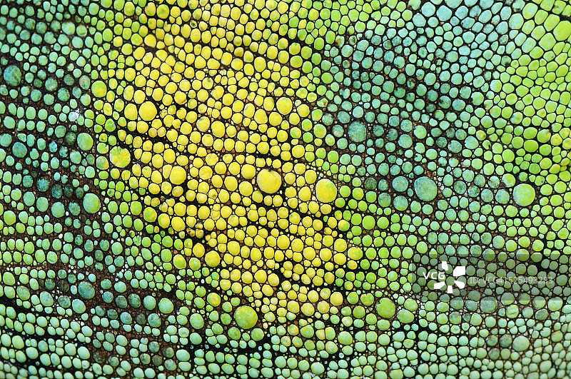 约翰斯顿变色龙的皮肤，特写图片素材