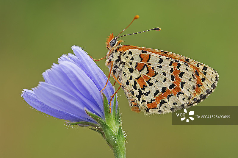 斑点 fritillary 蝴蝶图片素材