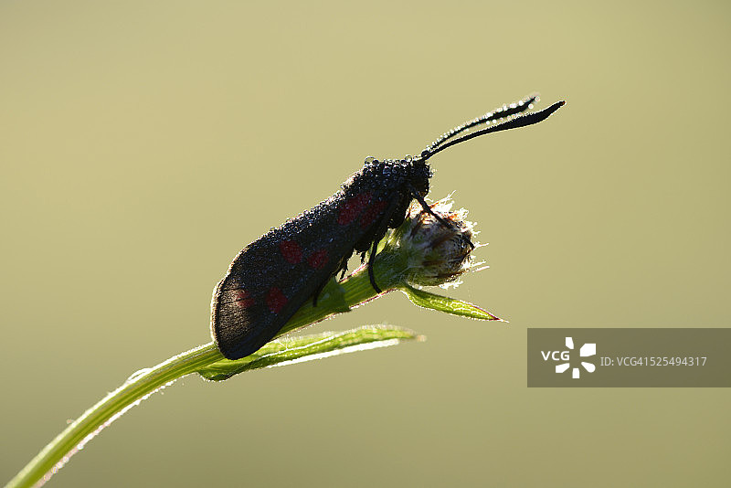 六点红星蛾在花蕾上图片素材