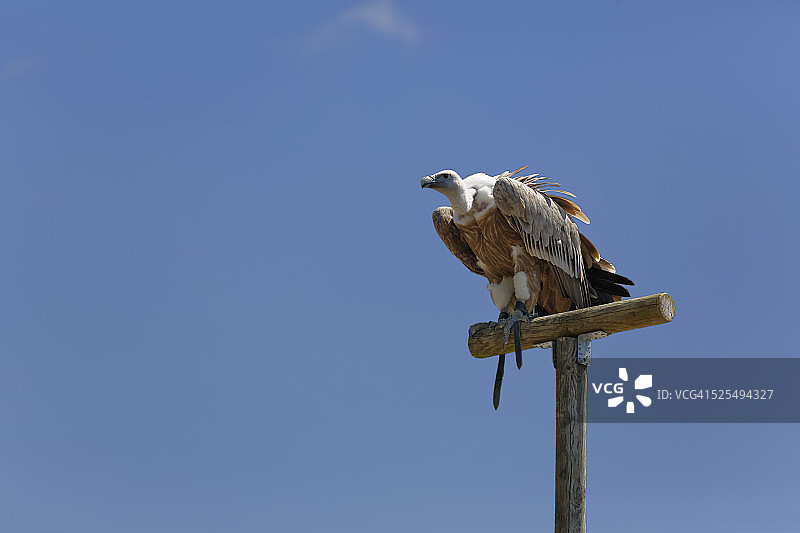蓝天下栖息在木杆上的兀鹫图片素材