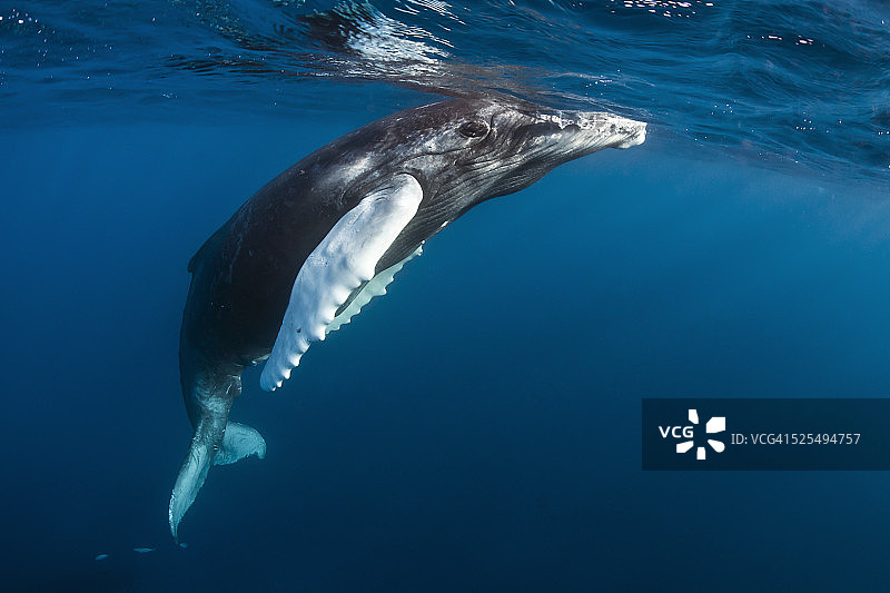 多米尼加共和国银库座头鲸幼崽图片素材