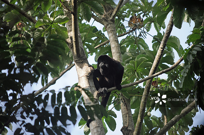 尼加拉瓜森林中的黑吼猴图片素材