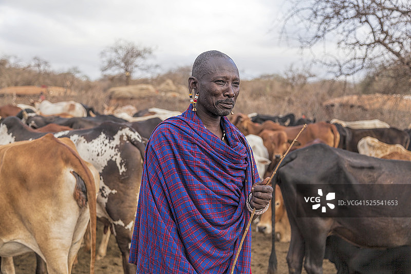 马赛部落长老和村里的牛群图片素材