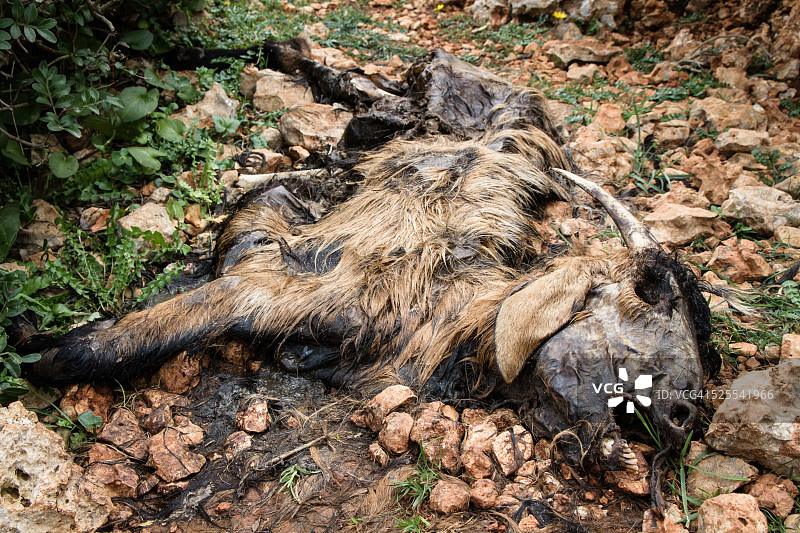 死山羊图片素材
