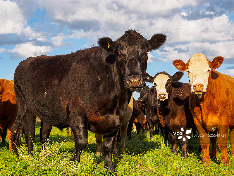 维多利亚农场里的杂交牛图片素材
