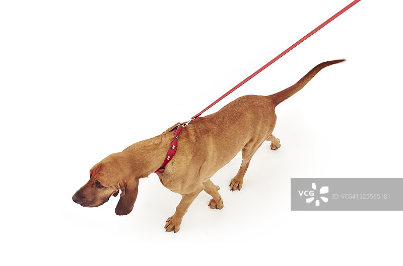 牵引绳上的寻血猎犬图片素材