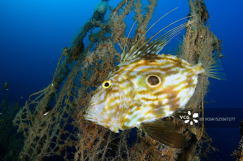 宙斯·法伯图片素材