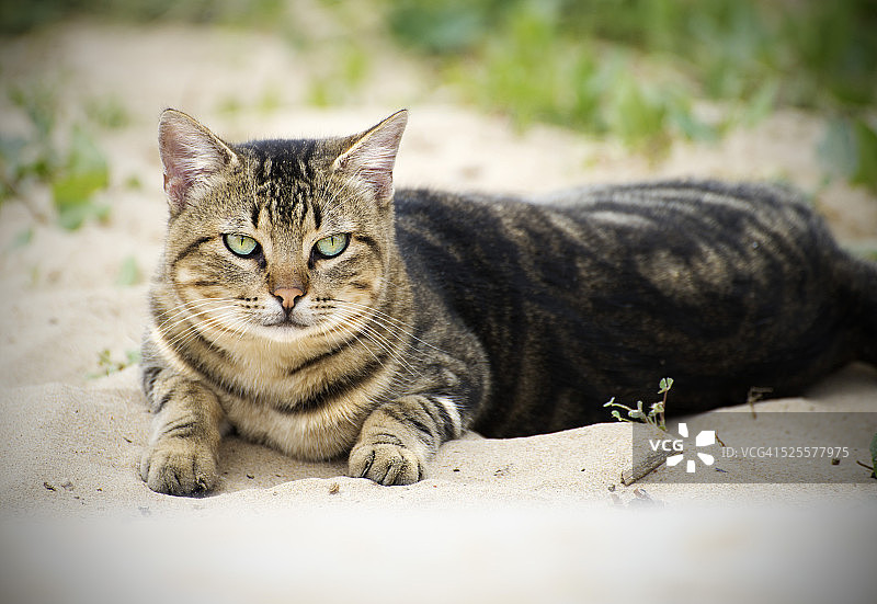 玳瑁猫图片素材