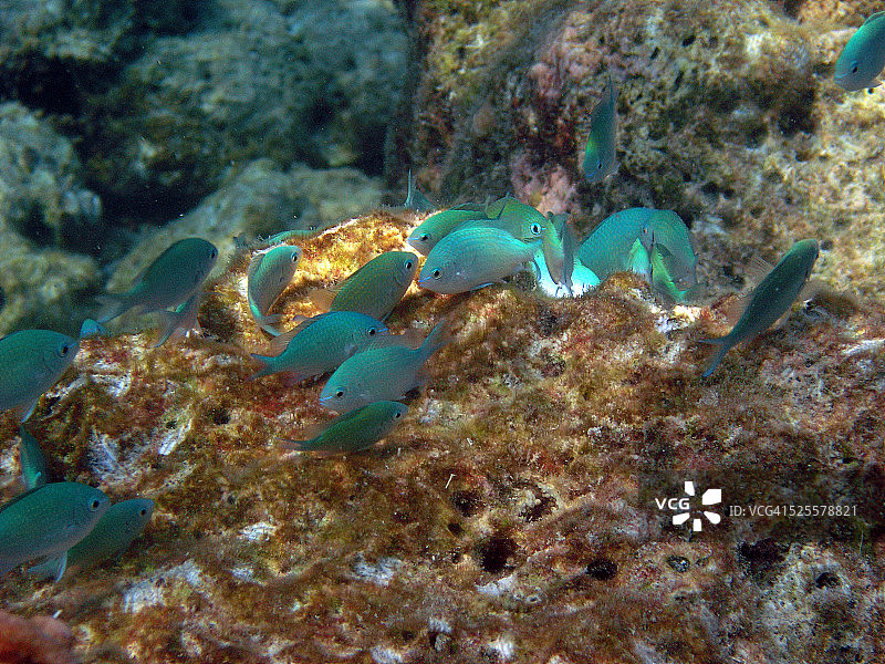 马尔代夫珊瑚礁上的鱼群图片素材