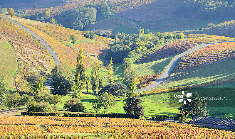 罗纳河/博若莱地区/葡萄园图片素材