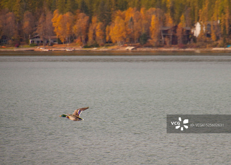 秋天的颜色图片素材