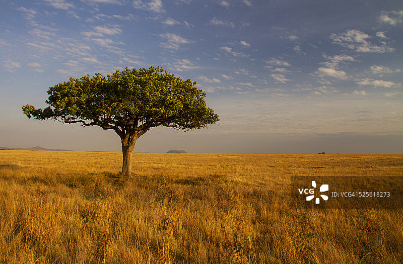 塞伦盖蒂平原上的孤零零的金合欢树图片素材
