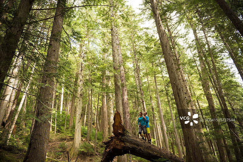 徒步者在温带雨林中欢呼图片素材