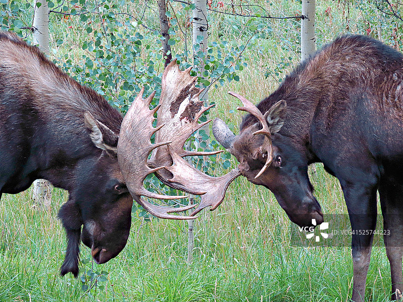 驼鹿搏斗图片素材
