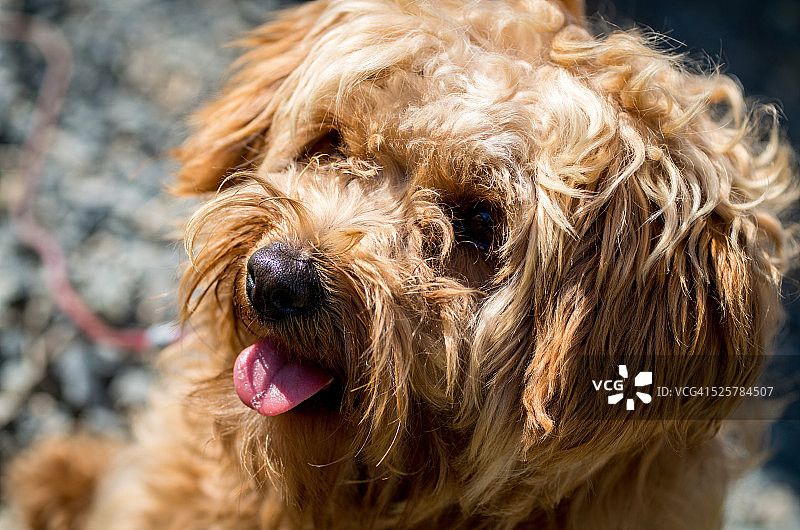 萨普萨尔犬图片素材