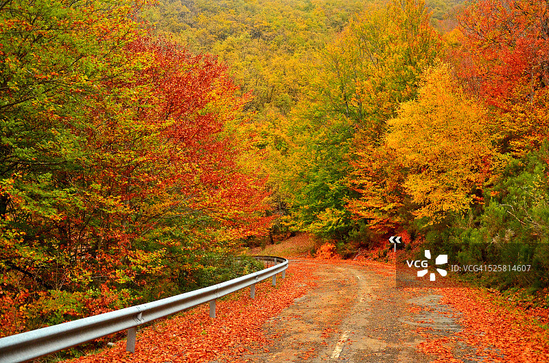 秋天的道路图片素材