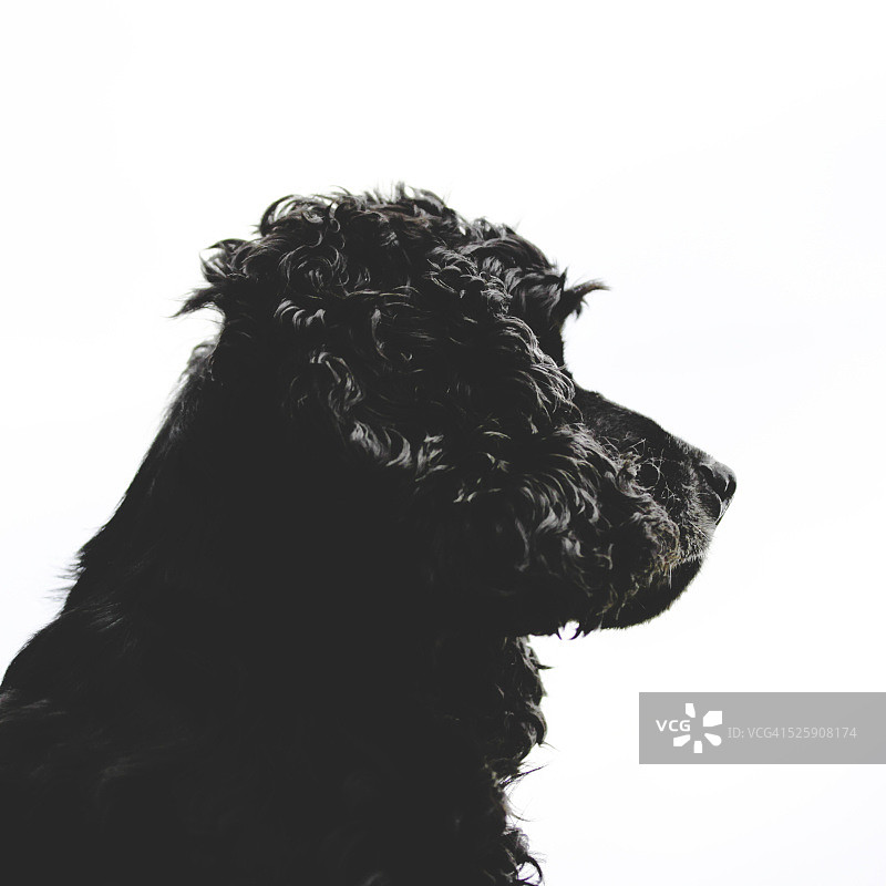 白色背景下的可卡犬侧面轮廓图片素材