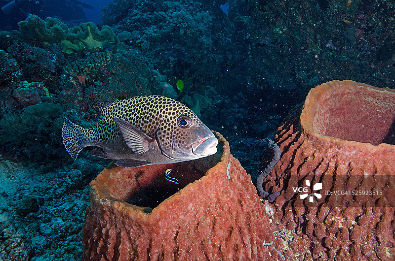 唇吻鲈图片素材