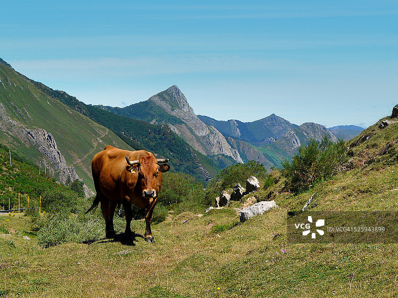 快乐的奶牛图片素材
