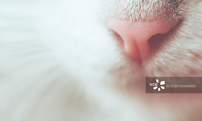 猫的鼻部特写图片素材