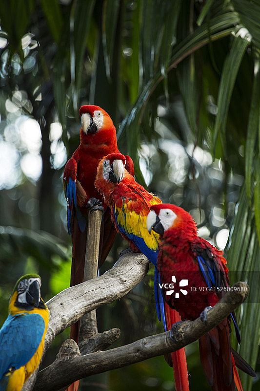 一蓝三红野生天堂鸟图片素材