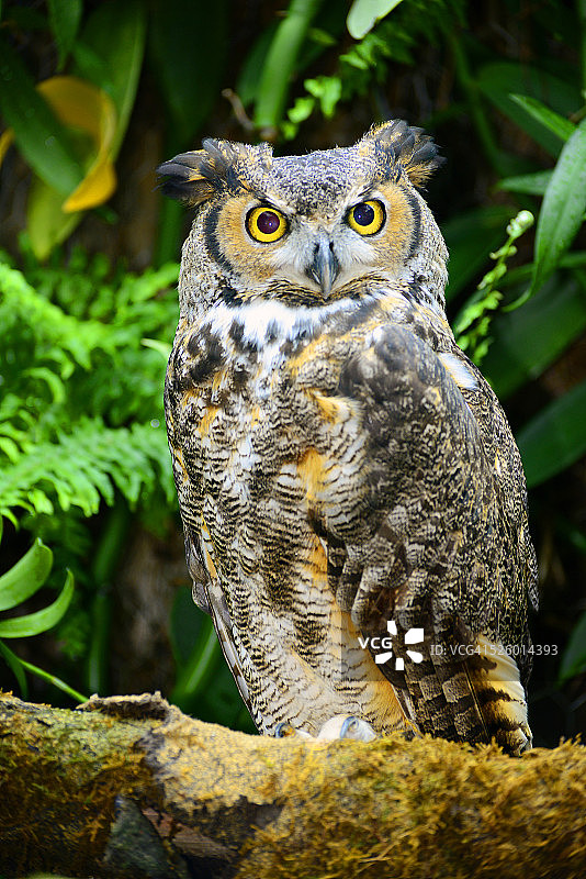 大角鸮图片素材