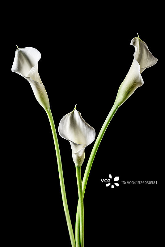 黑色背景中孤立的白色马蹄莲图片素材
