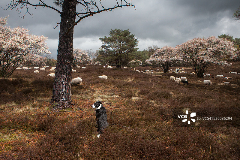 牧羊犬看守绵羊图片素材