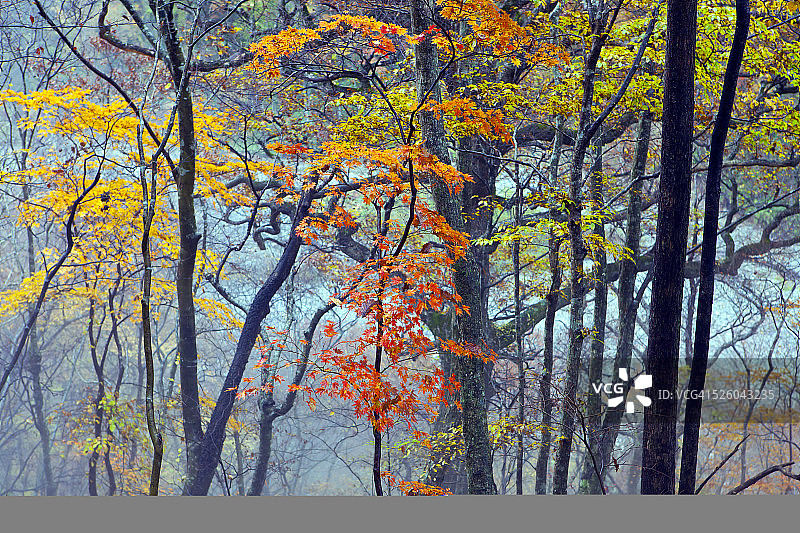 秋色迷雾森林图片素材