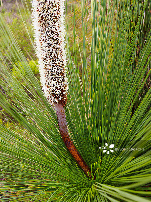 格兰屏山脉的草树（澳洲黄脂木）图片素材