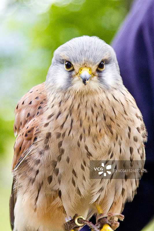 观看猎鹰表演，鹰听从指令图片素材