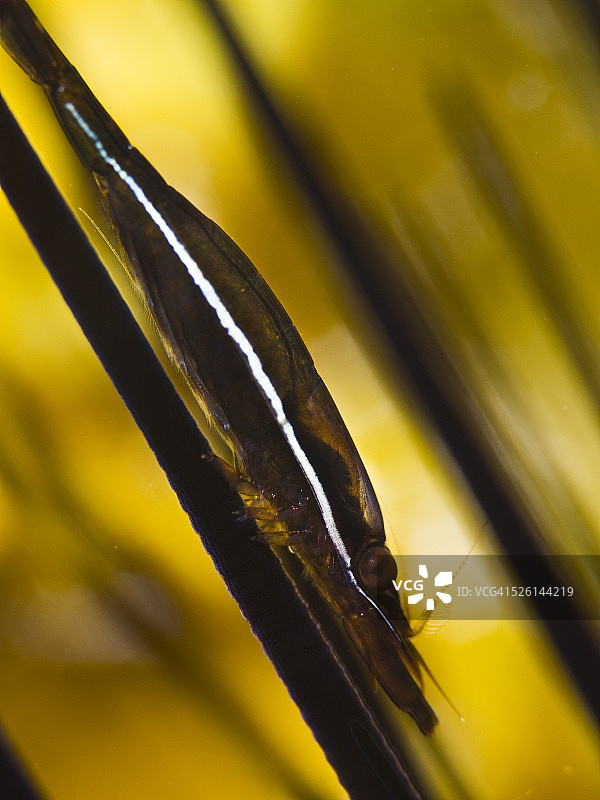 共生虾图片素材