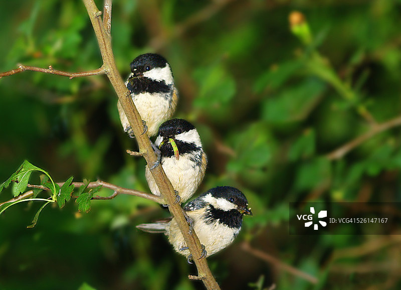 煤山雀图片素材