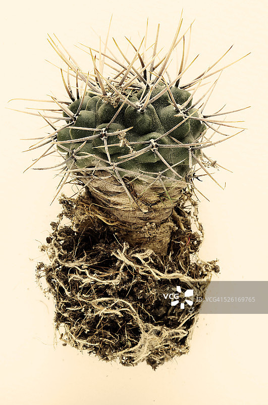 裸萼球仙人掌图片素材