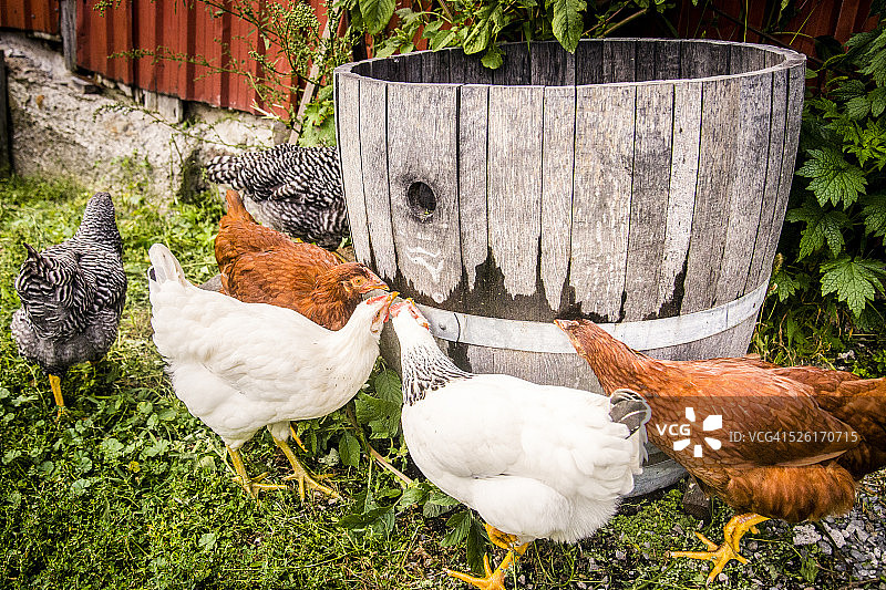 散养鸡图片素材