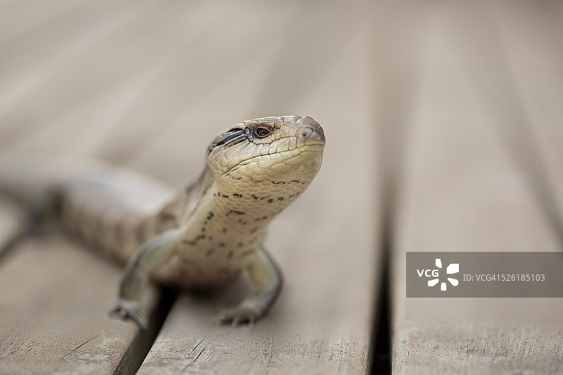 斑点蓝舌石龙子图片素材