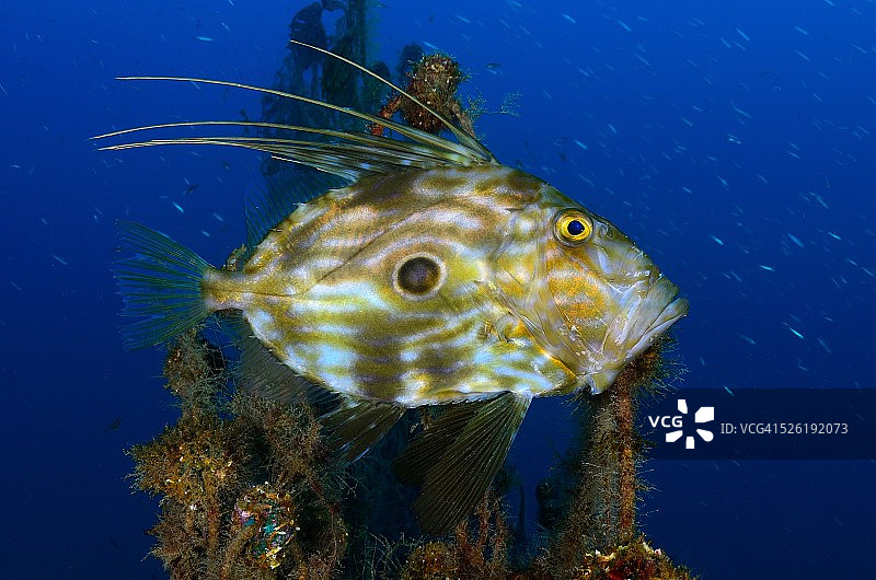 海鲂鱼 6图片素材