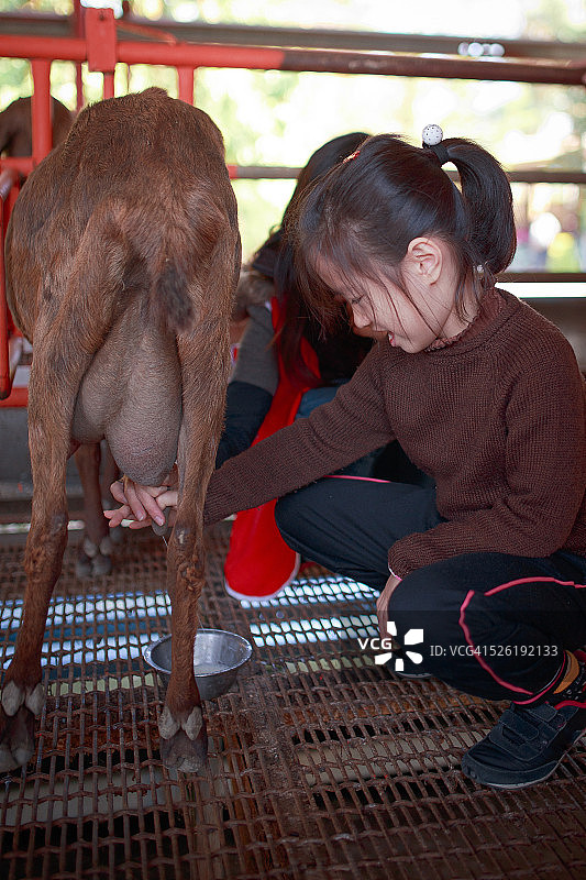 给母山羊挤奶图片素材