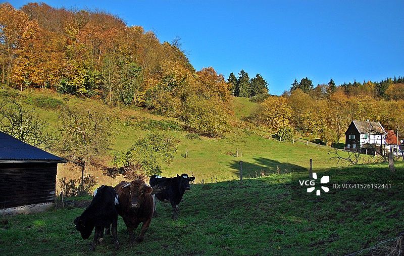阴影中的牛群图片素材