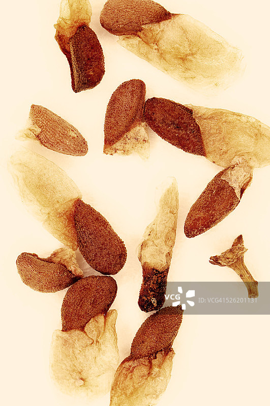 阿拉伯茶图片素材