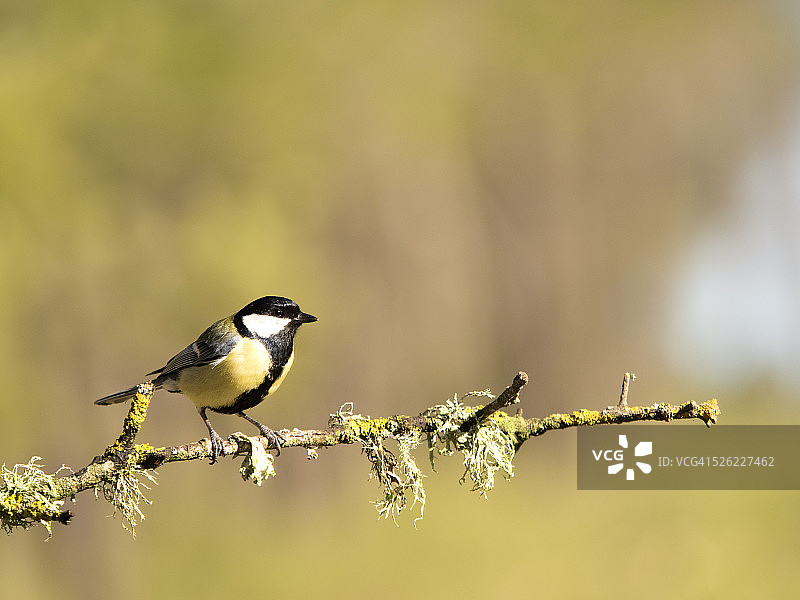 戴菊鸟栖息在长满地衣的树枝上图片素材