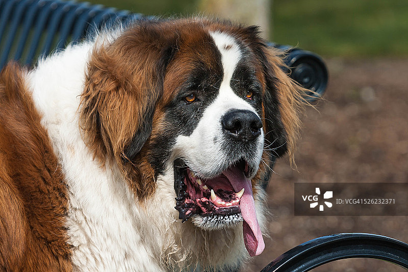 圣伯纳德图片素材