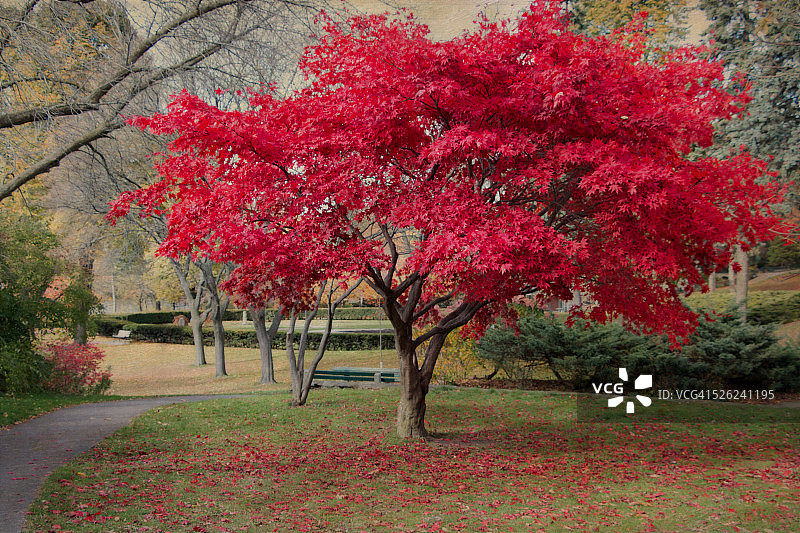 十一月的日本枫树图片素材