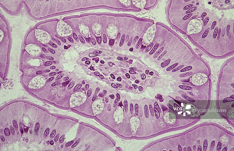 绒毛横截面—单层柱状上皮图片素材