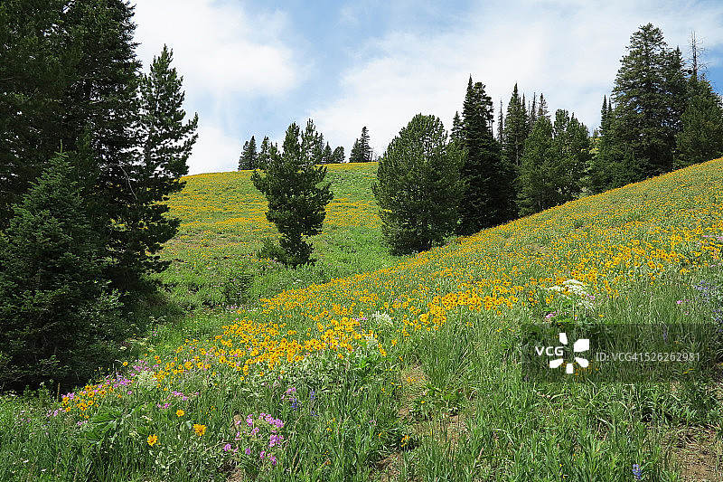鲜花盛开的山景图片素材