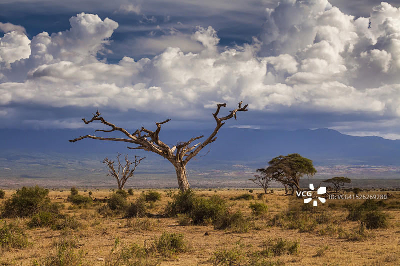 黄昏下的萨凡纳，安博塞利公园图片素材