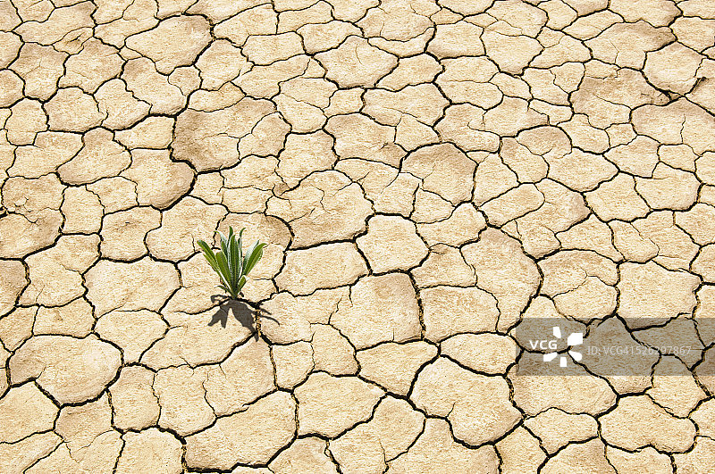 干裂土壤中生长的绿色植物图片素材