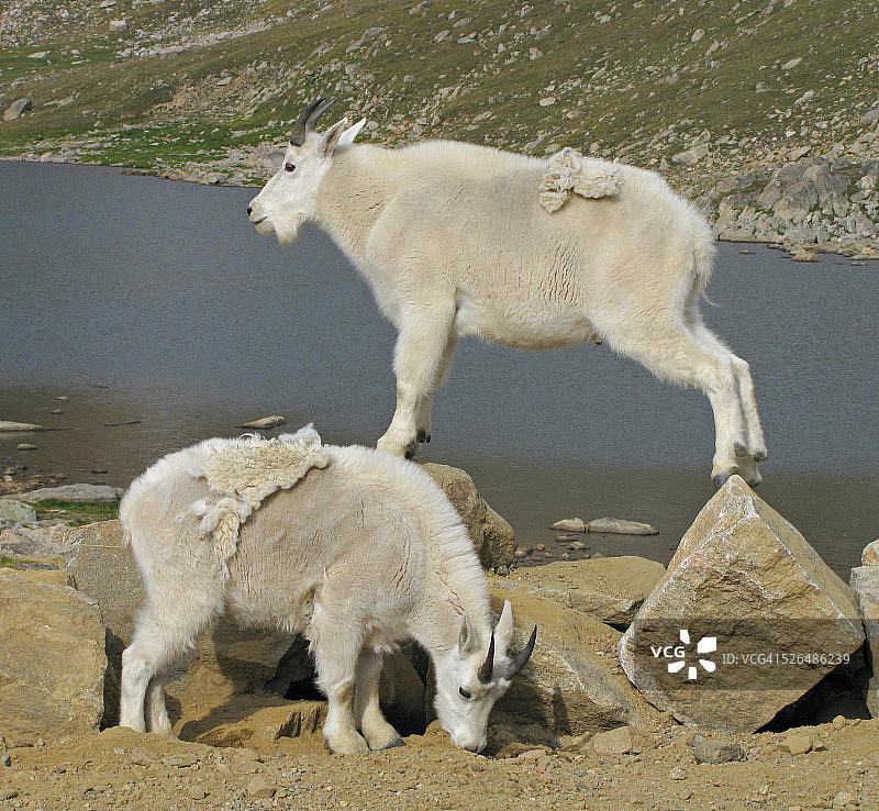 科罗拉多州峰湖上的两只山羊图片素材