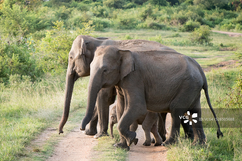 斯里兰卡象与幼象图片素材
