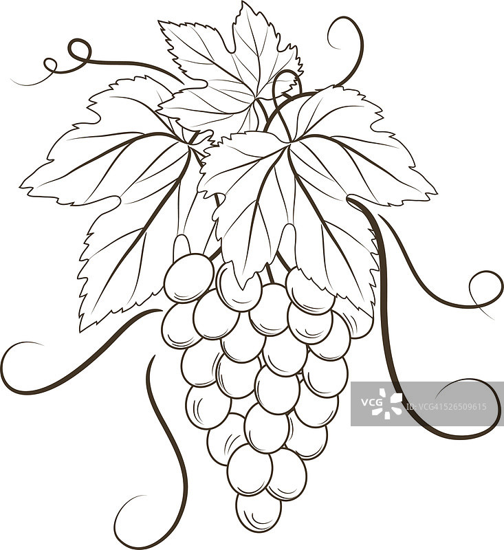 白色背景上的一串葡萄图片素材